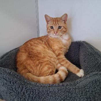 Joep