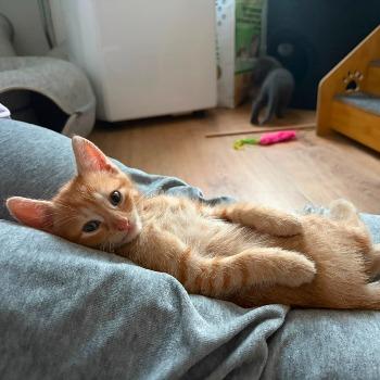 De T-kittens (geboren 25 mei 2026)