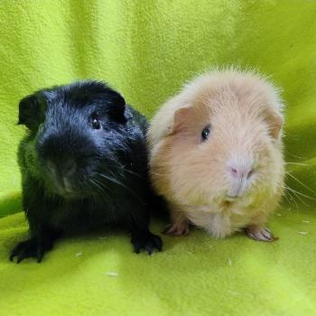 guus&polly