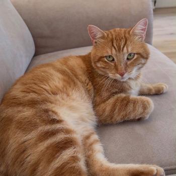 Rommert (FIV-Positief)