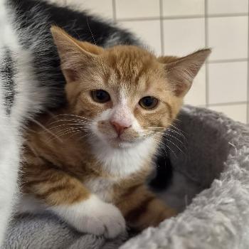 kitten-3796