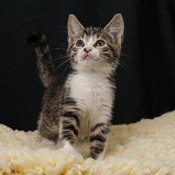 Haas (met skunk, Maki of Muis)