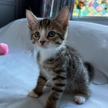 Tobias