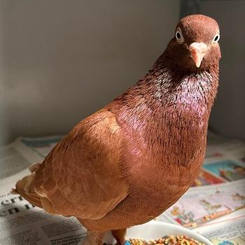 Loetje