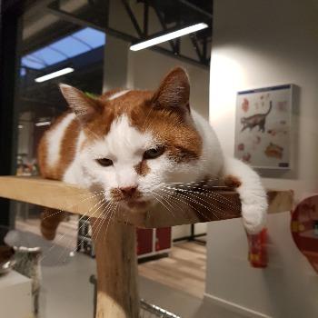 Tijgertje