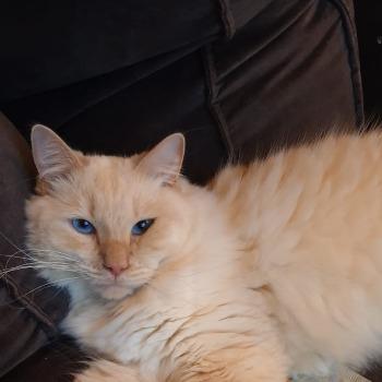 Floki