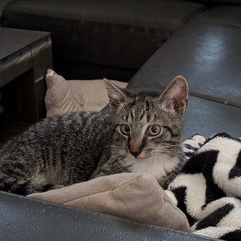 Pieper (en Hieper)