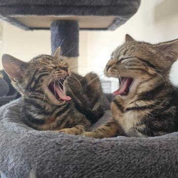 Even laden... Sociaal kitten 85% voltooid