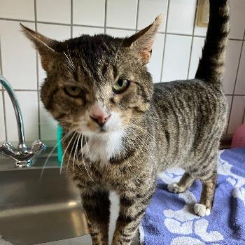 Larry - fiv katje