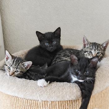 Socks en dames Poes, Tijger, Zwart