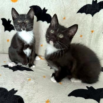 Salem en Coven