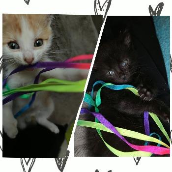 Snowball & Boris