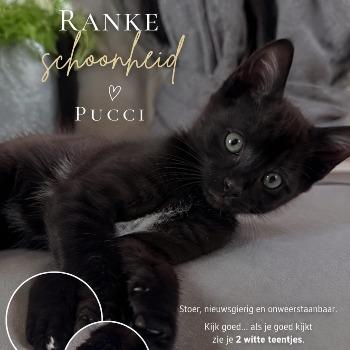 Pucci