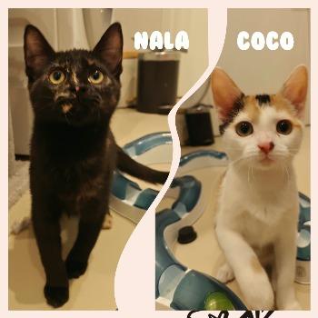 Coco & Nala