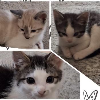 Timmy, Tommy & Tammy