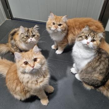 Sanne, Noor, Lisa en Hein