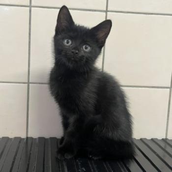 Kitten-3818