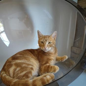 Foto van Sammy