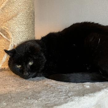 Boyke fiv katje
