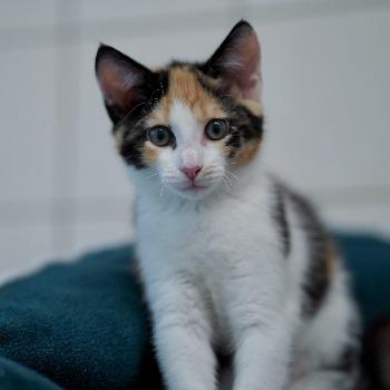 kitten-3810