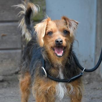 Bailey