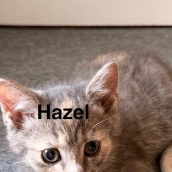 Hazel 15841